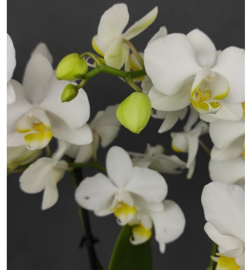 Белая Орхидея Фаленопсис
