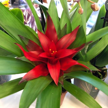 Houseplant Guzmania