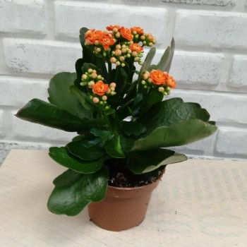 Houseplant Kalanchoe