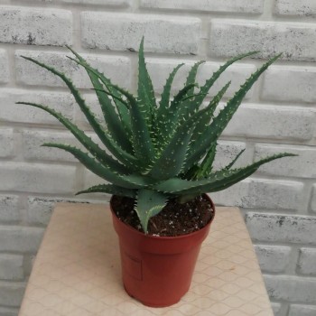 Houseplant Aloe