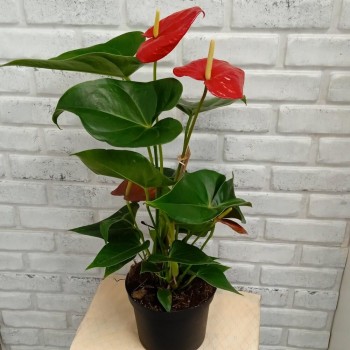 Houseplant Anthurium